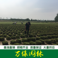 結(jié)縷草草坪