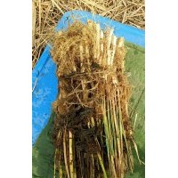 蘆葦苗