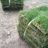 供應(yīng)臺(tái)灣二號(hào)草皮結(jié)縷草坪