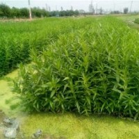 供應(yīng)江西南昌水生植物|南昌水生花卉|南昌水生植物花卉種苗|南昌