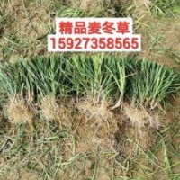 麥冬草基本直銷—中葉、細(xì)葉麥冬—闊葉麥冬草—產(chǎn)地貨源—低價(jià)供