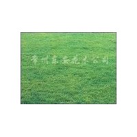 出售草皮并提供價格咨詢