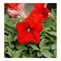 供應(yīng)矮牽牛，牽牛花，矮牽牛花