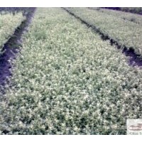 供應(yīng)六月雪 金邊六月雪(滿(mǎn)天星)