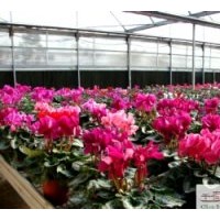 供應(yīng)仙客來 大量供應(yīng)仙客來溫室苗