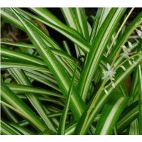 工程苗圃苗木金邊吊蘭高度：30公分