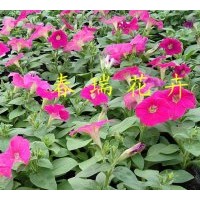 供應(yīng)矮牽牛，垂吊牽牛