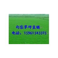 特價(jià)大量供應(yīng)馬尼拉，天堂，百慕大黑麥草混播等綠化草坪