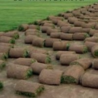 草坪供應商綠友草坪基地