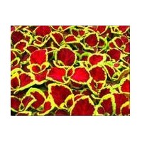 供應(yīng)彩葉草