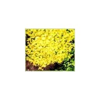 金山繡線菊、金焰繡線菊、珍珠繡線菊