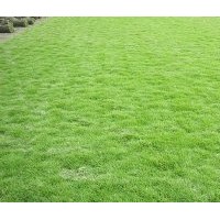 馬尼拉草坪低價(jià)出售