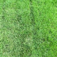 供應(yīng)馬尼拉草坪，百慕大草坪