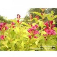 金葉錦帶系錦帶花