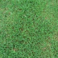 句容市景葉苗木園藝場(chǎng)供應(yīng)優(yōu)質(zhì)百慕大草坪