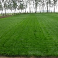 大同草坪-平城草坪-御東草坪-云岡草坪