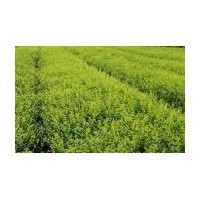 供應金葉女貞 黃楊 冬青 鳶尾 衛(wèi)矛 水蠟等