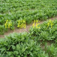 鳶尾，萱草，玉簪