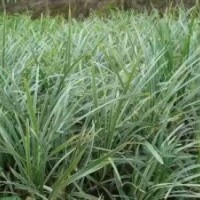 廣西銀邊草，銀邊草種苗供應(yīng)、銀邊草價格