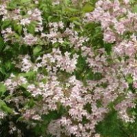 金葉猶、平枝荀子、太平花、猥實(shí)、紅雪果.糯米條、紫珠、海州常