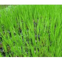 山東水生花卉批發(fā) 青州上盆水生鳶尾 青州水生美人蕉價(jià)格 青州荷