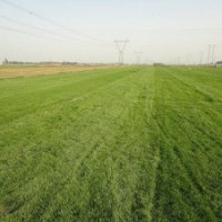 河北高羊茅草坪