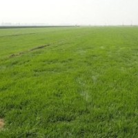 四季青草坪價(jià)格