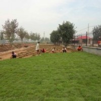 四季青草坪種植