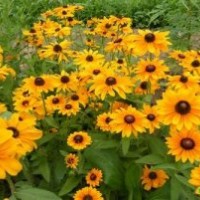 天津黑心菊批發(fā)|黑心菊哪家價格低