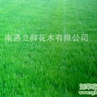 百慕大馬尼拉草坪基地