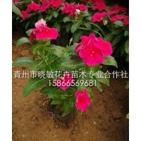 山東天天開種植基地