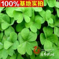 基地長期供應(yīng)三葉草，量大優(yōu)惠