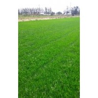 早熟禾草坪價(jià)格