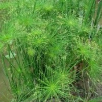 供應(yīng)水生植物埃及莎草，推薦懿鴻水生植物