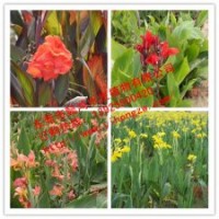 供應(yīng)水生植物藍(lán)花鳶尾，推薦懿鴻水生植物