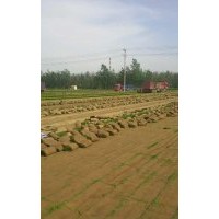 石家莊早熟禾草坪
