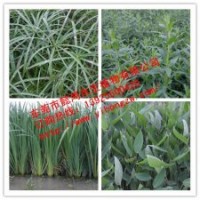 供應(yīng)水生植物風(fēng)車草，推薦懿鴻水生植物