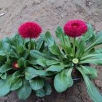 時令草花價格 時令草花基地 時令草花批發(fā)