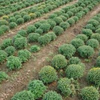 國慶菊批發(fā) 山東國慶菊價格 青州國慶菊基地