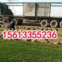 欒城足球場草皮