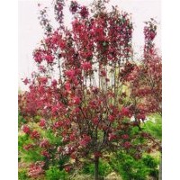 北美海棠批發(fā)|寧夏北美海棠|冀鑫(查看)