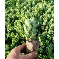 盆裝八寶景天哪里有