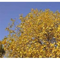 法桐價(jià)格|法桐|冀鑫(查看)