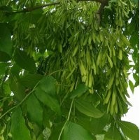 白蠟_冀鑫_白蠟價(jià)格