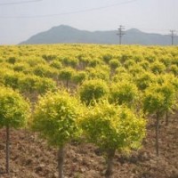 百匯園林苗木、金葉榆、金葉榆批發(fā)