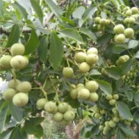 核桃苗,旭昇園藝場,8518核桃苗