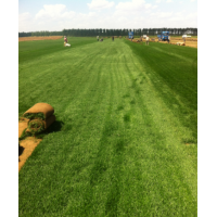 出售批發(fā)草坪草皮