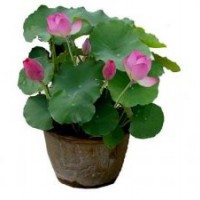 綠荷水生(多圖)、荷花盆景基地、荷花