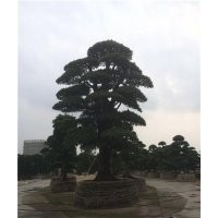 海南造型大羅漢松,造型大羅漢松,羅漢松苗木場(查看)