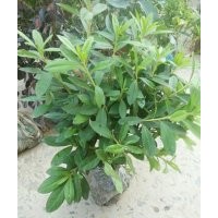 毛娟_永康毛娟_福江苗木口碑好(圖)